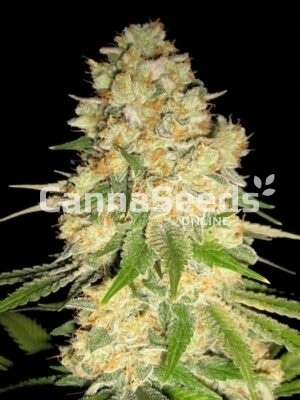 Semences afghanes Image