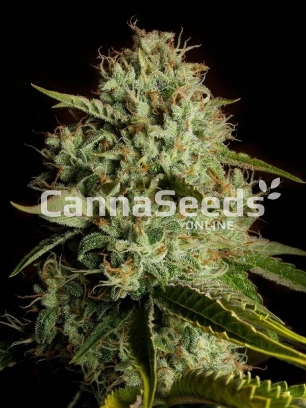 Agent Orange Seeds Image