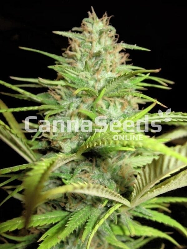 Ak 47 Seeds Image