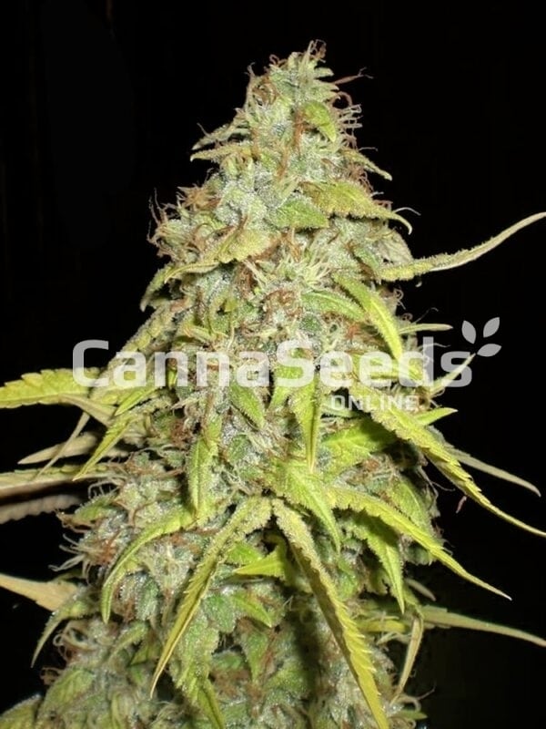 Chocolope Seeds Image