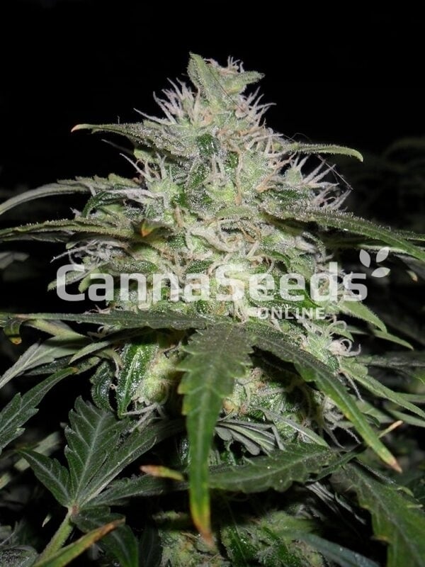 Fruity Juice Seeds Image