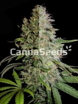 High Thc Feminized Combo Seeds Image