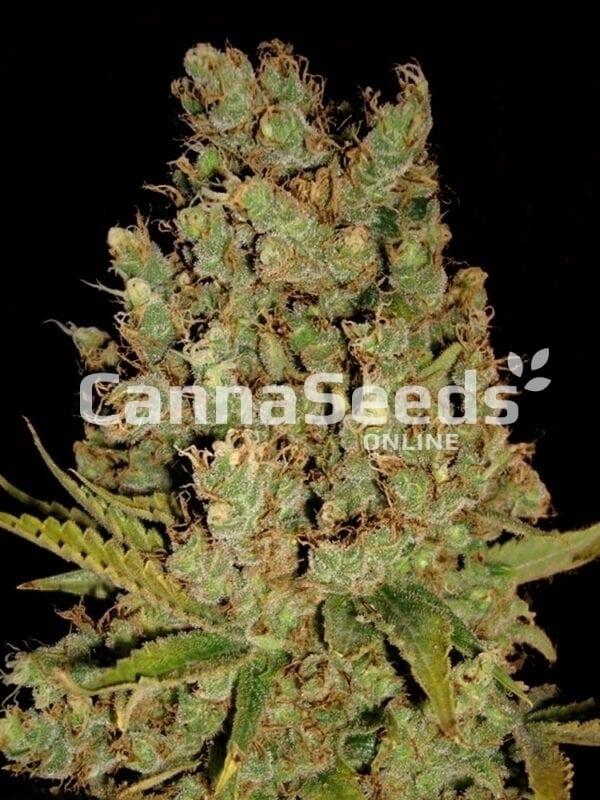 Jack Herer Heeds Image