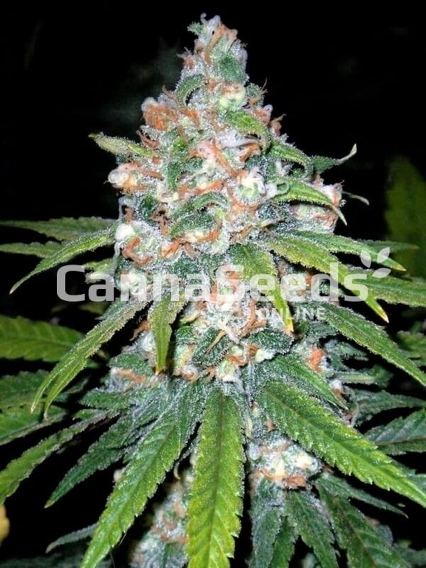 Lemon Ice Seeds Image