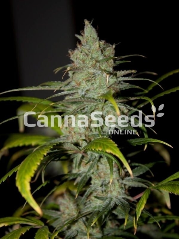 Super Lemon Haze Seeds Image