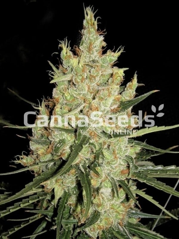 Super Silver Haze Seeds Image
