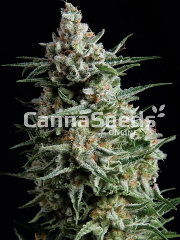 Super Skunk Seeds Image