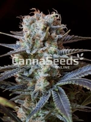 Trainwreck Seeds Image