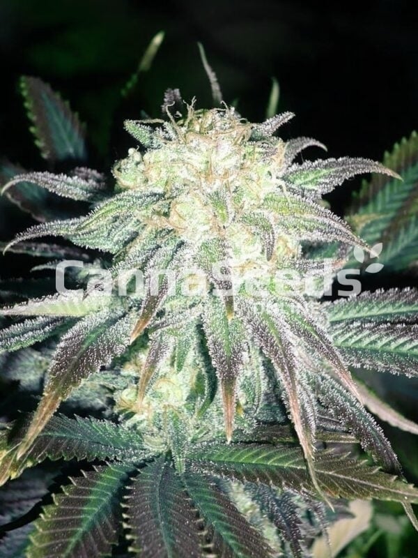 White Ice Seeds Image