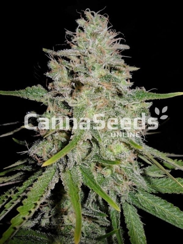 White Widow Seeds Image
